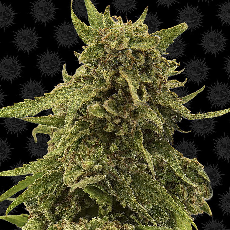 Barney's Farm CBD Critical Cure