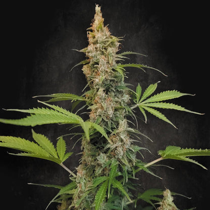 Pandora Paradise Seeds
