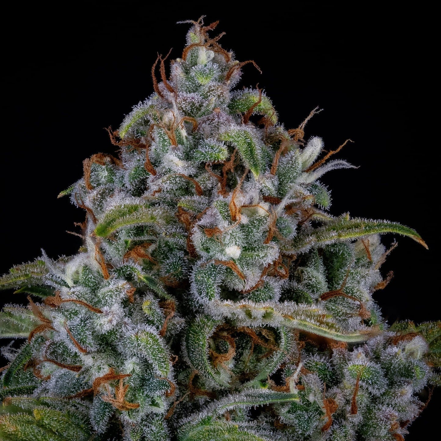 Mephisto Genetics Forum Stomper Auto