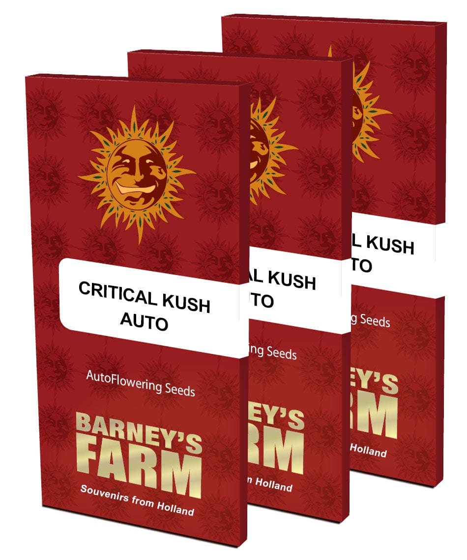 Barney's Farm Critical Kush Auto